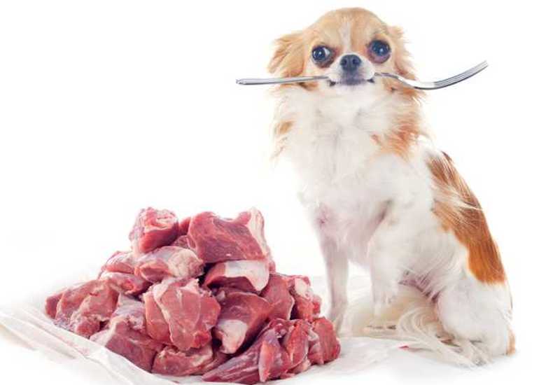 Hundefutter