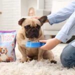 Geheimnisse rund um Hundefutter, die Ihr kluger Hund versteht Hundefutter